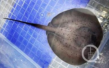 魟鱼的繁殖周期多长啊视频：魟鱼的繁殖周期可以从多个方面进行了解魟鱼的繁殖周期