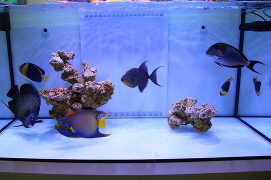 金龙鱼鱼缸怎么造景好看：关于金龙鱼鱼缸造景的建议