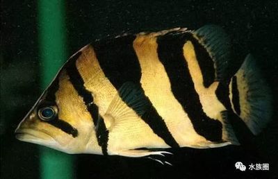 杂纹虎鱼长什么样：杂纹虎鱼具有独特的外观特征 虎鱼 第2张