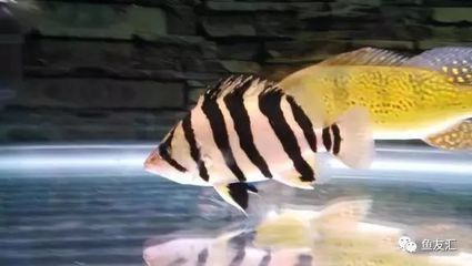 杂纹虎鱼长什么样：杂纹虎鱼具有独特的外观特征 虎鱼 第3张
