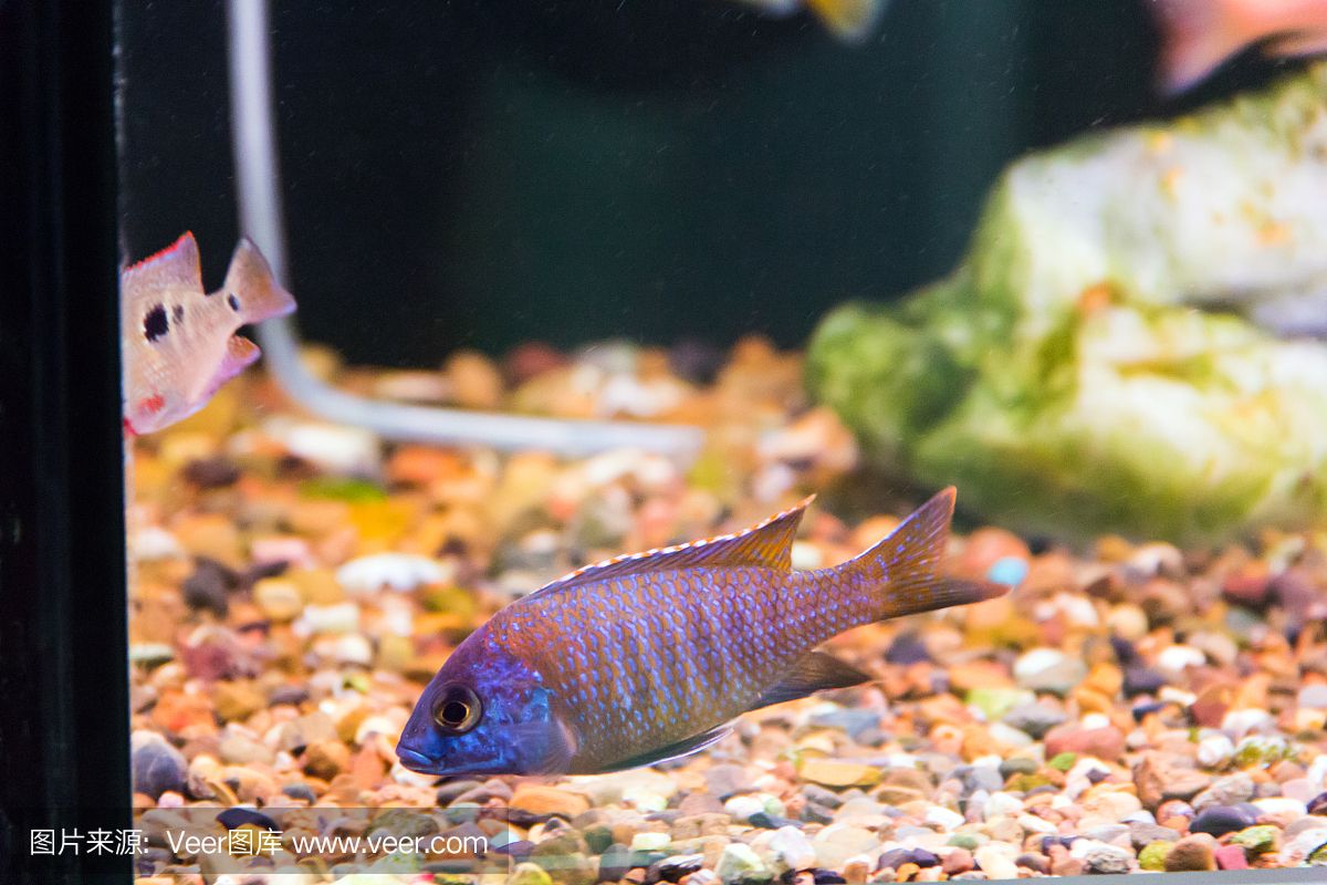 大洋水族鱼缸厂家在哪里：大洋水族鱼缸厂家 鱼缸百科 第1张