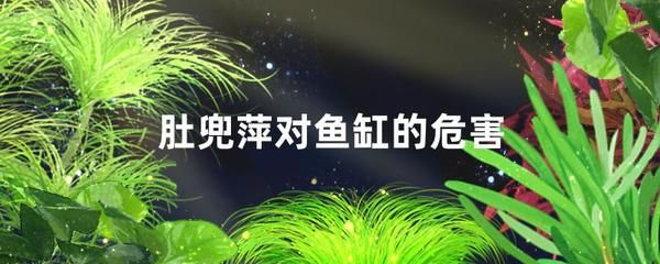 肚兜萍对鱼缸的危害：肚兜萍对鱼缸的影响 鱼缸百科 第4张