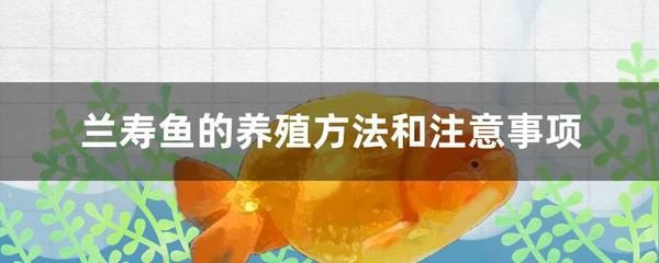 大鱼缸怎么养水需要多久：养鱼先养水，大鱼缸养水时间取决于鱼缸大小和水质的要求