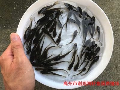 草鱼放鱼缸可以养几天：草鱼在鱼缸中的生存时间 鱼缸百科 第1张