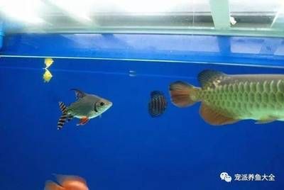 混养龙鱼几条最好风水学：探讨混养龙鱼的最佳数量风水学时 龙鱼百科 第3张