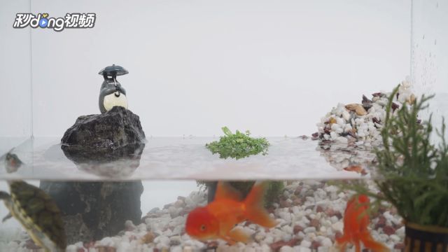 布置鱼缸视频：鱼缸布置教程