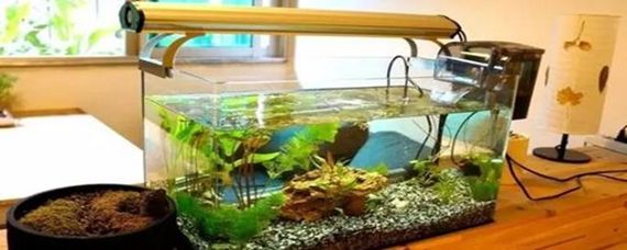 玻璃胶粘的鱼缸能用几年啊：玻璃胶粘接鱼缸的使用寿命 鱼缸 第1张