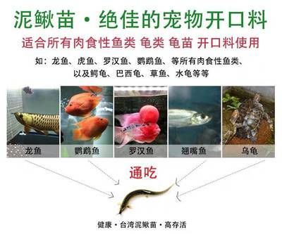 虎鱼吃泥鳅和虾哪个长得快：虎鱼吃泥鳅和虾哪个长得快哪个长得快 虎鱼百科 第2张