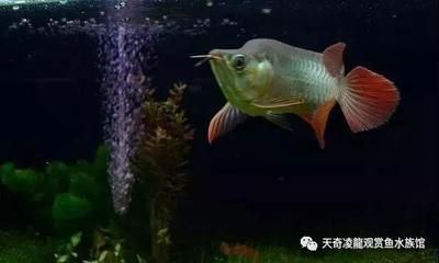 龙鱼下缸多久可以喂食：龙鱼下缸后多久可以喂食 龙鱼百科