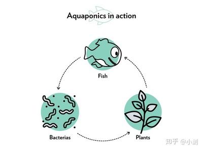 大鱼缸不换水怎么日常维护：大鱼缸不换水的日常维护需要综合考虑多个方面的因素