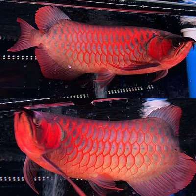 印尼红龙鱼照片真实图：关于印尼红龙鱼的一些真实照片：印尼红龙鱼照片真实图 龙鱼百科 第1张