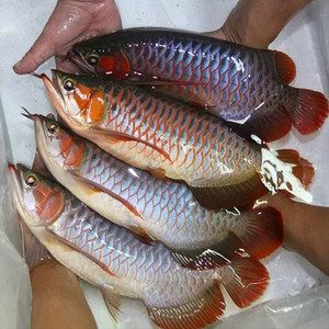 印尼红龙鱼照片真实图：关于印尼红龙鱼的一些真实照片：印尼红龙鱼照片真实图 龙鱼百科 第3张