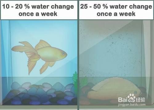 大鱼缸怎么清理干净鱼：大鱼缸清洗方法 鱼缸百科 第2张