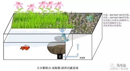 不用电的鱼缸过滤水系统：寻找不用电的鱼缸过滤水系统时可以参考以下几种方法 鱼缸百科 第1张