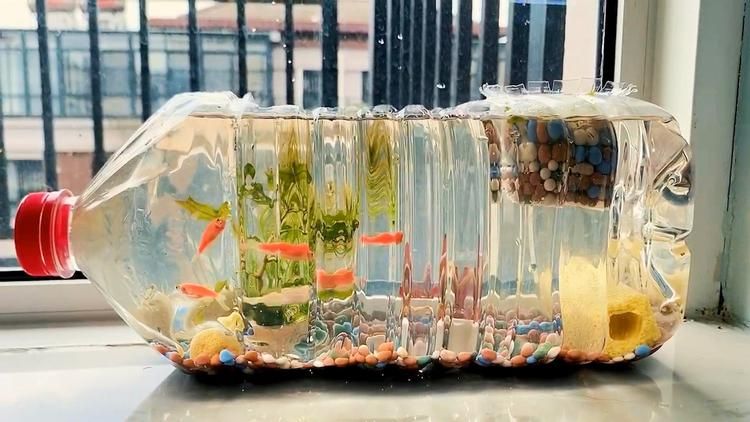 白酒瓶自制鱼缸视频：你没见过的微观世界，酒瓶改造成“鱼缸”，又省钱了 鱼缸 第4张