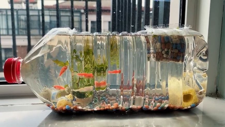 白酒瓶自制鱼缸视频：你没见过的微观世界，酒瓶改造成“鱼缸”，又省钱了 鱼缸 第3张
