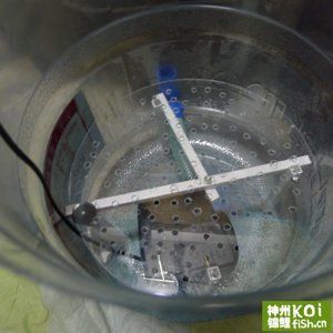 纯净水桶做鱼缸可以吗：如何用纯净水桶做鱼缸 鱼缸百科 第4张