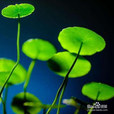 大鱼缸怎么养铜钱草：大鱼缸养铜钱草的养护方法：铜钱草的维护与优化方法 鱼缸百科 第1张