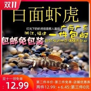 白面虾虎鱼是冷水鱼吗：白面虾虎鱼是冷水鱼的一种 虎鱼 第2张