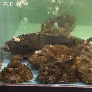 虎鱼是深海鱼吗？：虎鱼是深海鱼吗虎鱼是深海鱼吗