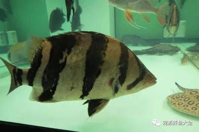 印尼虎鱼变黑：印尼虎鱼为什么会变黑 虎鱼 第1张