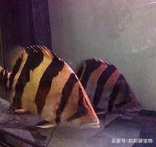 印尼虎鱼变黑：印尼虎鱼为什么会变黑 虎鱼 第2张