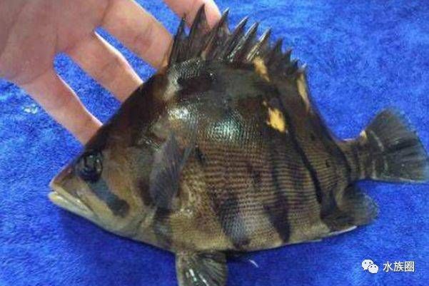 印尼虎鱼变黑：印尼虎鱼为什么会变黑 虎鱼 第3张