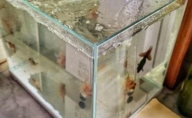 百子图鱼缸养鱼：百子图鱼缸养鱼的注意事项 鱼缸 第3张