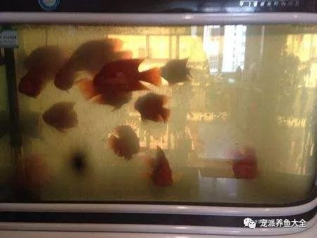 沉木放在鱼缸里水发黄怎么办视频：如何解决鱼缸沉木黄水的问题 鱼缸 第2张