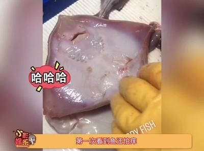 魟鱼怕挠痒痒：魟鱼怕挠痒痒吗 魟鱼百科 第2张