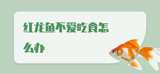 红龙鱼不爱游动怎么办：红龙鱼不爱游动怎么办红龙鱼不爱游动可能有多种原因