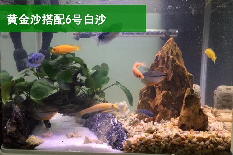 白沙底鱼缸 鱼缸百科 第1张