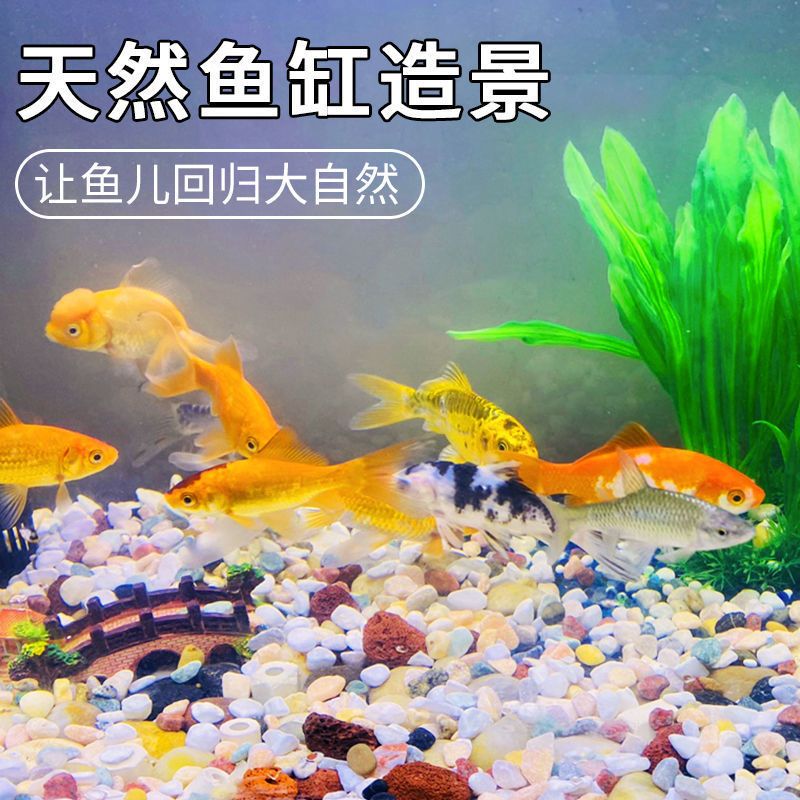 白沙底鱼缸 鱼缸百科 第3张