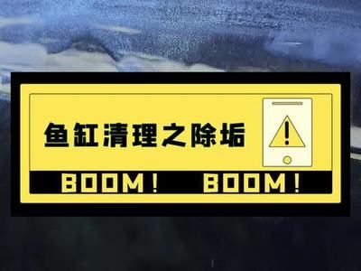 大鱼缸怎样清洗水垢最有效：清洗大鱼缸中的水垢是一个必要的任务 鱼缸百科 第2张