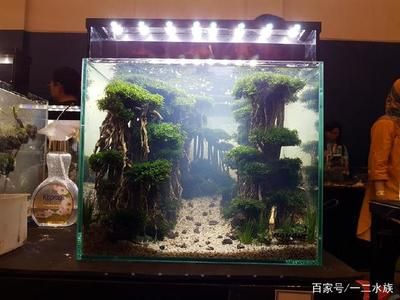 不用草缸还可以怎么给鱼缸造景：不用水草泥和化妆沙进行鱼缸造景的方法 鱼缸百科 第4张