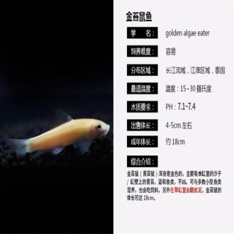 魟鱼的最佳温度：魟鱼的最佳水温 魟鱼百科 第3张