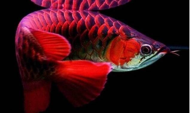 红龙鱼颜色变深怎么回事：红龙鱼的颜色变化可能由多种因素引起，红龙鱼颜色变深怎么回事 龙鱼百科 第1张