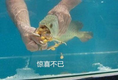 金龙鱼换水的正确方法：金龙鱼换水的正确方法和注意事项 龙鱼百科 第1张