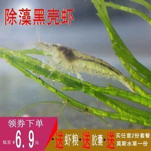 龙鱼吃食物咀嚼还吐泡沫正常吗：龙鱼在吃食物咀嚼还吐泡沫正常吗 龙鱼百科 第2张