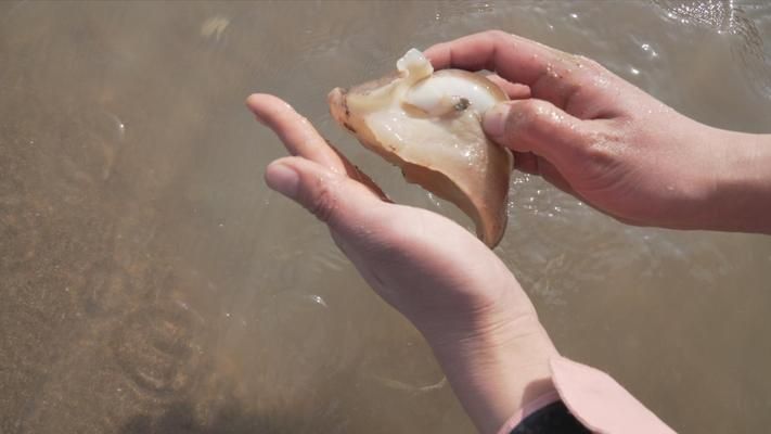 大梅赶海鱼缸怎么养好：大梅在赶海的过程中可以抓到一些鱼类，可以放入鱼缸中养殖 鱼缸百科 第3张