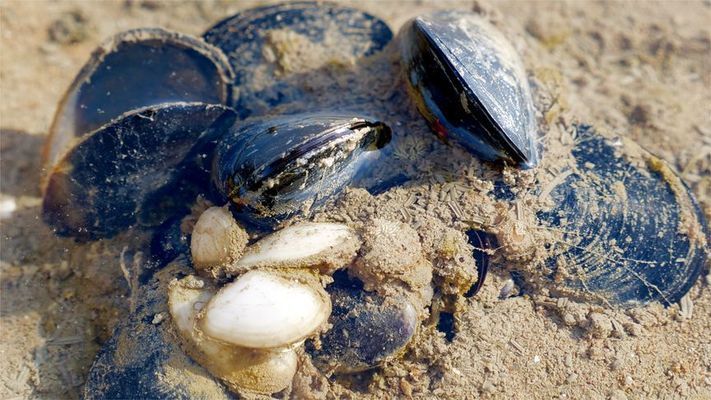 大梅赶海鱼缸怎么养好：大梅在赶海的过程中可以抓到一些鱼类，可以放入鱼缸中养殖 鱼缸百科 第1张