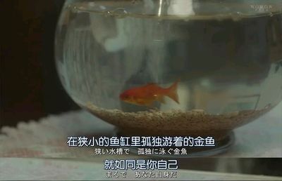 豆瓣鱼缸完整版：关于豆瓣鱼缸的详细信息 鱼缸百科 第4张