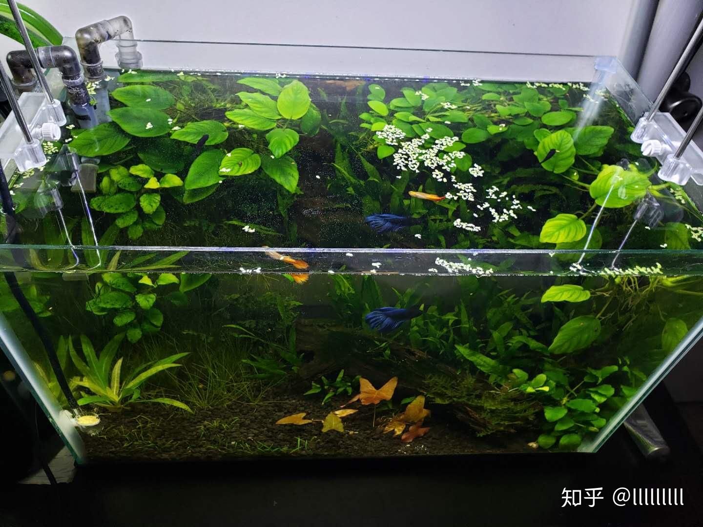 斗鱼鱼缸造景：斗鱼缸生态系统的造景