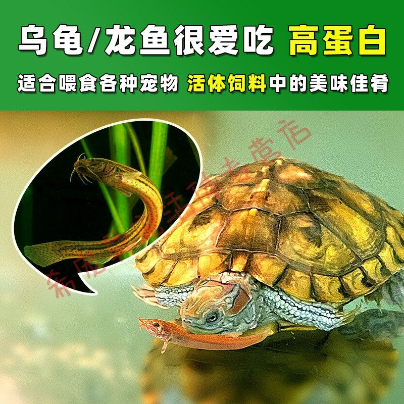 虎鱼吃活泥鳅好还是吃冻泥鳅好：虎鱼吃活泥鳅好还是吃冻泥鳅好呢？ 虎鱼百科 第1张