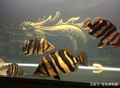 虎鱼蹭缸怎么治疗：虎鱼蹭缸怎么治疗， 虎鱼百科 第3张