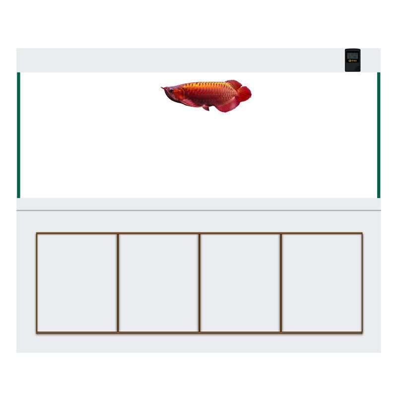魟鱼尺寸怎么测量图：魟鱼尺寸怎么测量 魟鱼 第1张