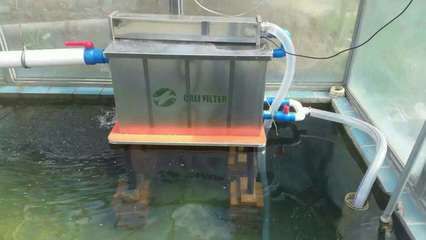 除了过滤怎样净化鱼缸水：净化鱼缸水的方法