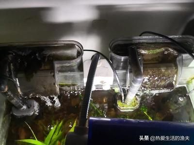 大型鱼缸粪便怎么清理：如何清理大型鱼缸粪便 鱼缸百科 第3张