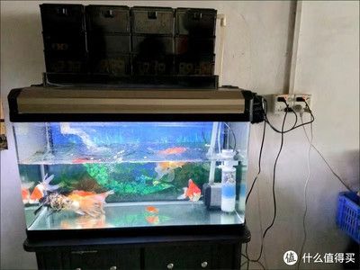 成品鱼缸能改矮一点吗？：成品鱼缸改造技巧了解