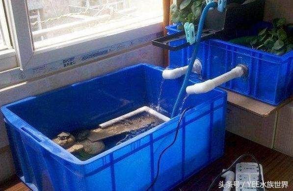 搬新家送鱼缸有什么说法吗？：搬新家送鱼缸的风水禁忌 鱼缸百科 第1张